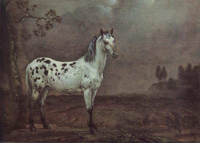 POTTER, Paulus A geschecktes horse Norge oil painting art